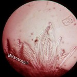 Microscopia Microscopia