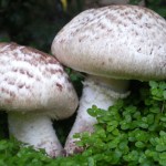 bisporus bisporus