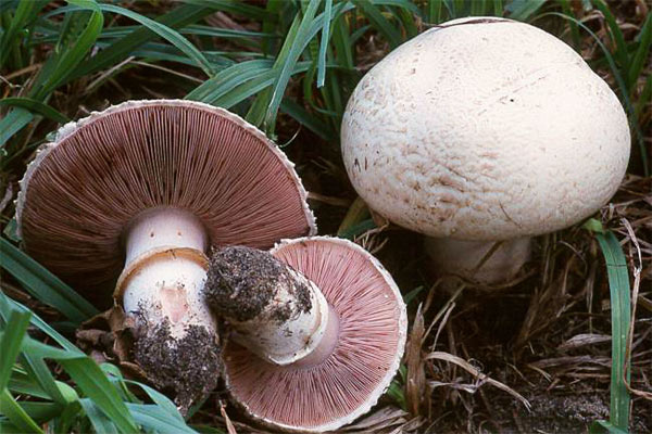 L’attività antitumorale dei funghi: Agaricus bisporus