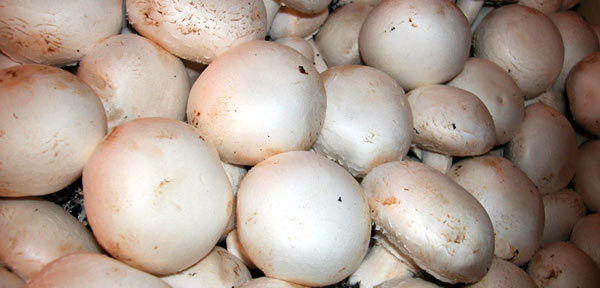 Micoterapia: l’Agaricus bisporus