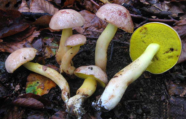 Fungo della settimana: Aureoboletus gentilis