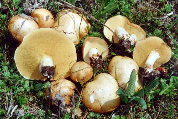 I funghi in Aspromonte arrivano con un mese di ritardo