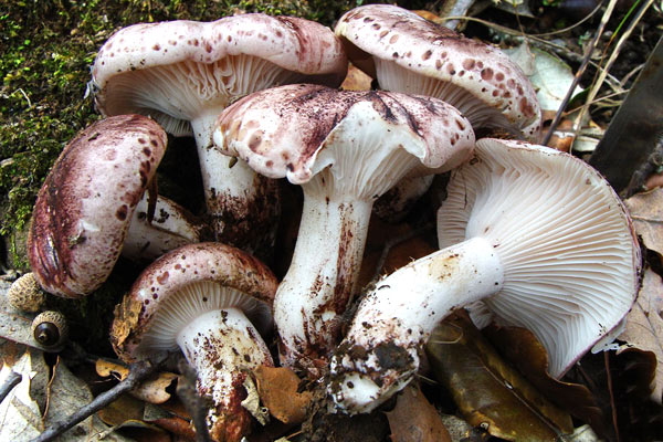 Fungo della settimana: Hygrophorus russula