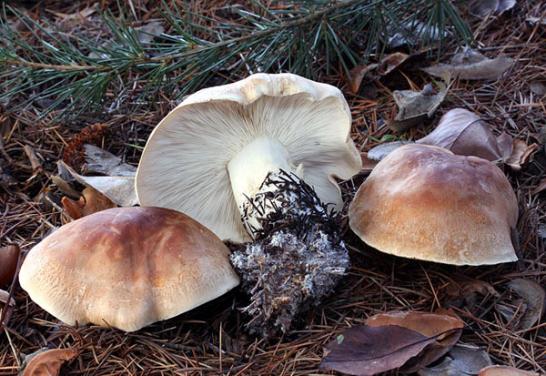 Fungo della settimana: Leucopaxillus gentianeus