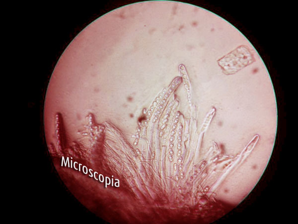 Parliamo di Microscopia