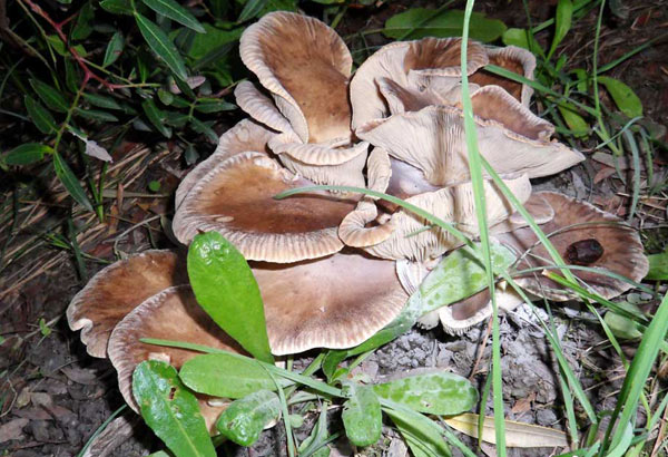 Ricette: Pleurotus eryngii al “Sarmurigghiu”