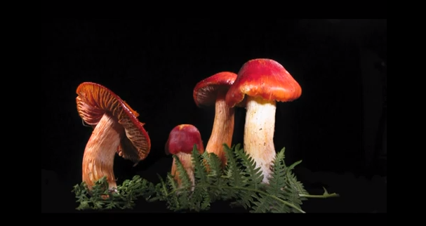 I funghi diventano modelli