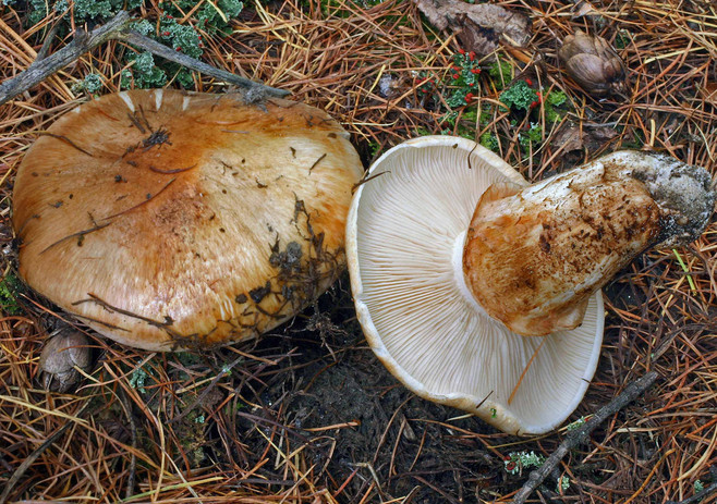 Le pinete di Motta San Giovanni sono piene di Tricholoma focale