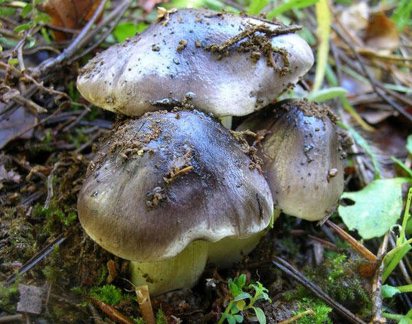 Il fungo della settimana: Tricholoma portentosum