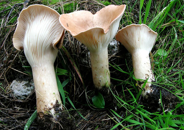 Fungo della settimana: Clitocybe geotropa