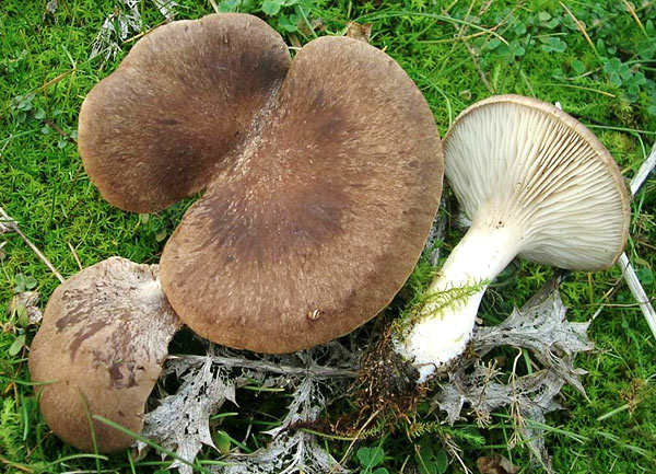 Fungo della settimana: Pleurotus eryngii