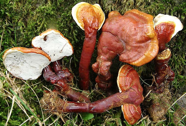 Fungo della settimana: Ganoderma lucidum