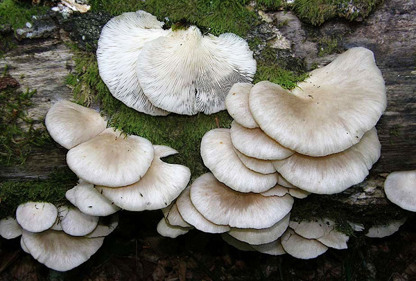 Fungo della settimana: Pleurotus ostreatus