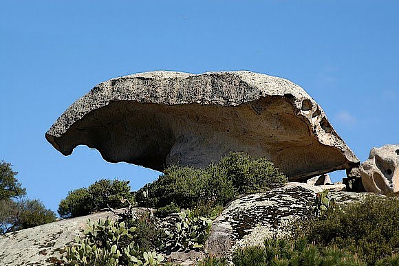 I funghi giganti