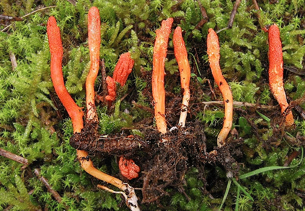 Cordyceps militaris e sinensis: i funghi dell’amore