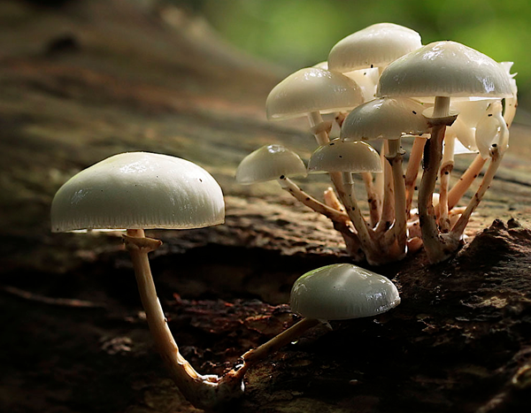 I funghi nella poesia