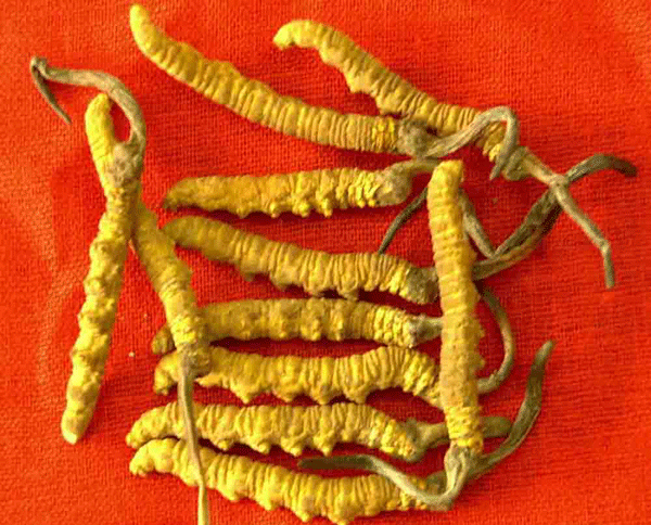 Cordyceps sinensis: la panacea definitiva