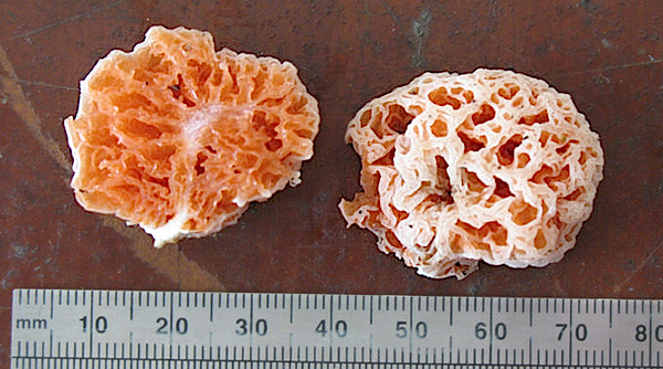 Spongiforma squarepantsii: un fungo spugna scoperto nel Sarawak, in Malesia