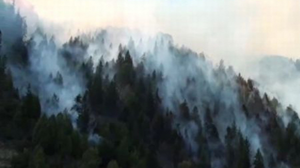 Aspromonte e i funghi: il punto sulla situazione