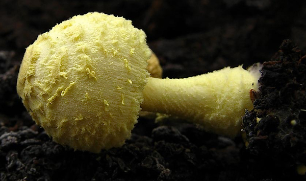 Il fungo della settimana: Leucocoprinus flos-sulphuris