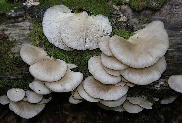 Micoterapia: Pleurotus ostreatus