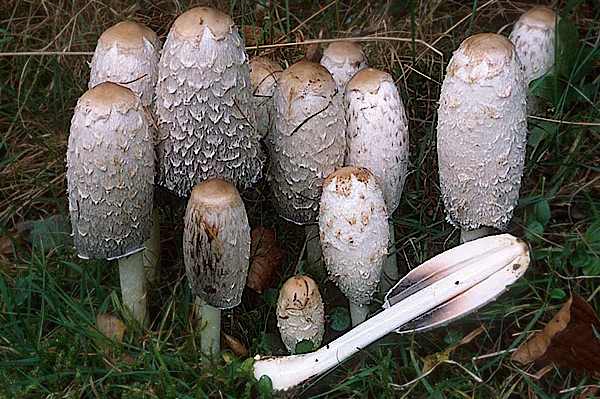 Ricette: insalata di coprini crudi (Coprinus comatus)