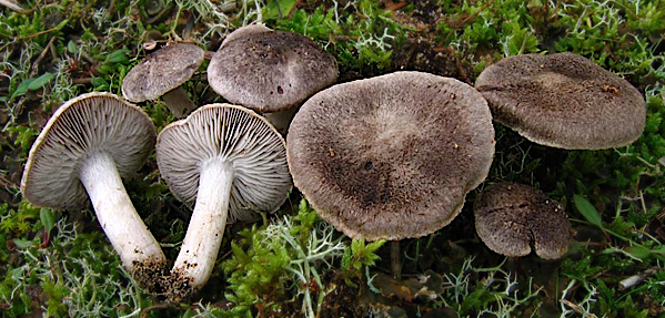Il fungo della settimana: Tricholoma terreum