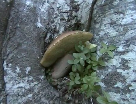 Video: bellezze e stranezze dei funghi