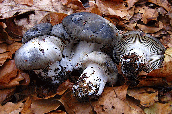 Il fungo della settimana: Hygrophorus marzuolus