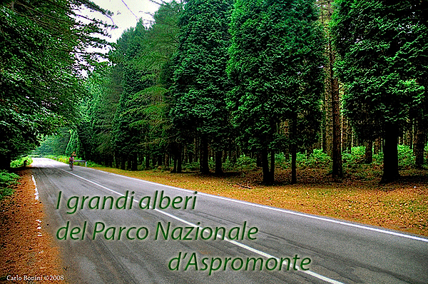 Un nuovo libro in regalo: I grandi alberi del Parco Nazionale d’Aspromonte