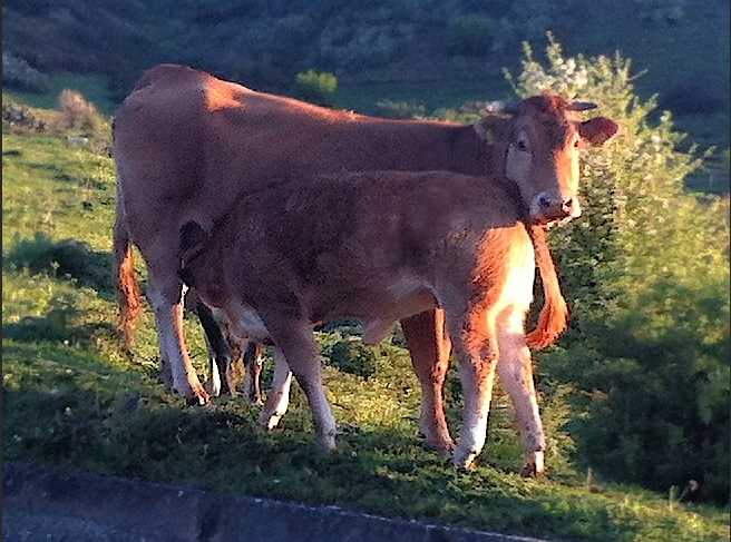 I regali dell’Aspromonte