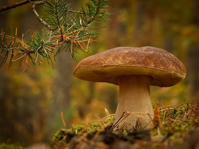 Le scene magiche di Vyacheslav Mishchenko