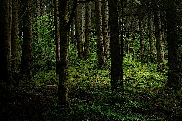 Il rispetto del bosco e della montagna