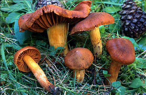 Determinazione dell’orellanina nei funghi