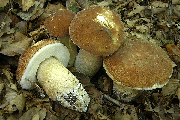 Ricette: spezzatino di porcini con aneto e aglio. Una delizia culinaria!