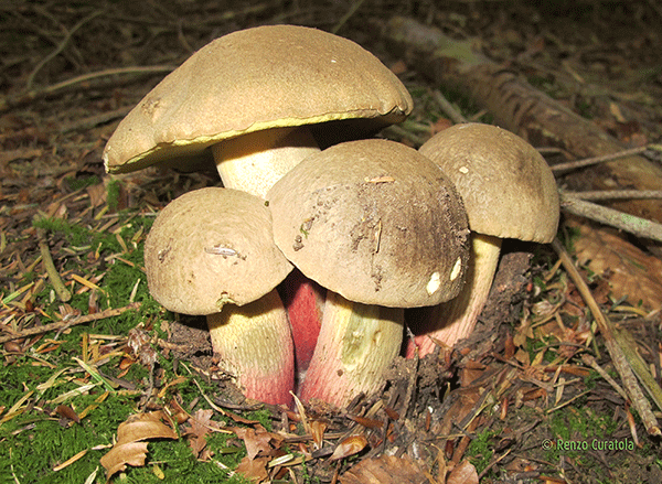 Fungo della settimana: Boletus calopus, il fungo dell’inganno…