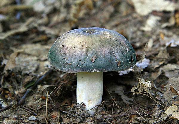 Ricette: un vulcano di Russula cyanoxantha