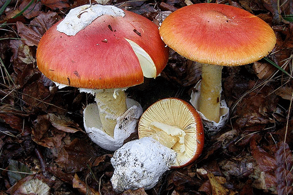 Ricette: Ovoli (Amanita caesarea) al forno con patate