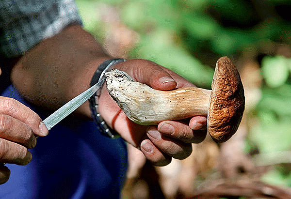 Di che razza sono gli appassionati dei funghi?