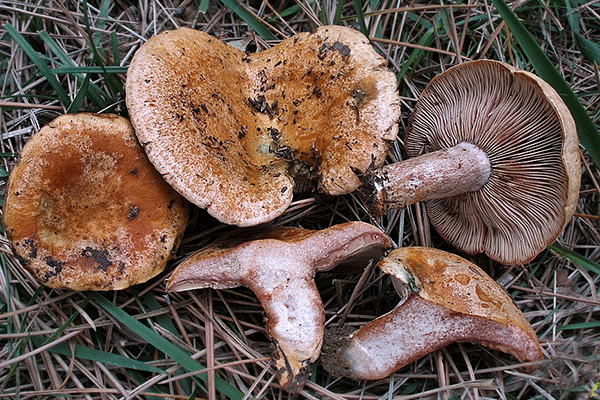 Fungo della settimana: Lactarius sanguifluus