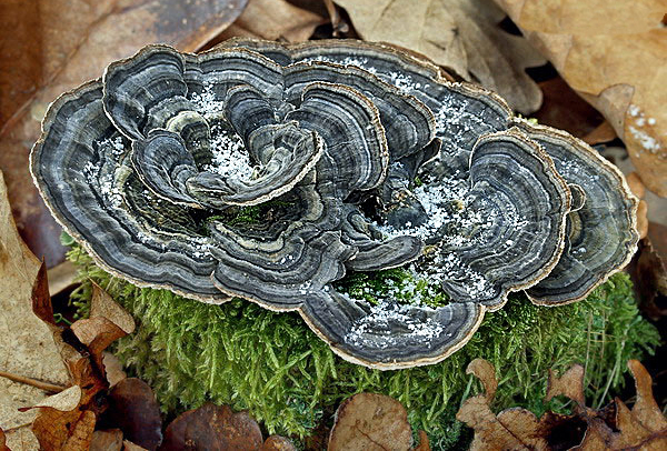 Trametes versicolor: dimostrata la sua capacità di combattere il Papilloma Virus Umano (HPV)