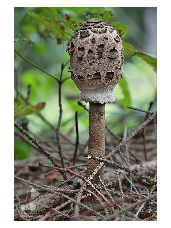 Fungo della settimana: Macrolepiota procera