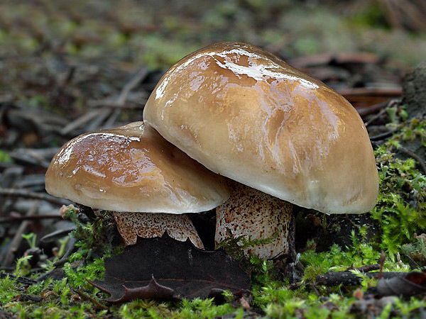 Fungo della settimana: Suillus bellinii