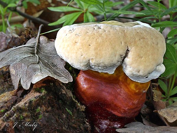 Micoterapia: in omaggio una rivista sul Ganoderma lucidum e il Coriolus versicolor