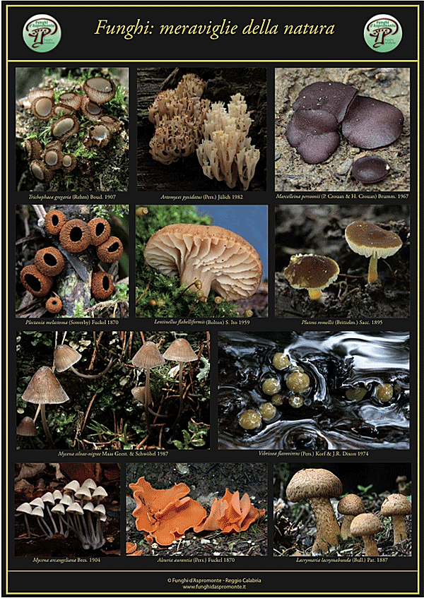 Poster funghi gigante