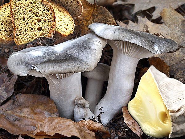 Ricette: marzuoli gratinati (Hygrophorus marzuolus)