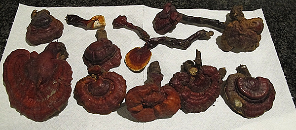 <em>Ganoderma lucidum</em> per un nostro lettore