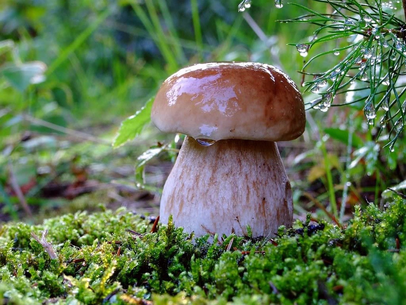 I funghi e la pioggia