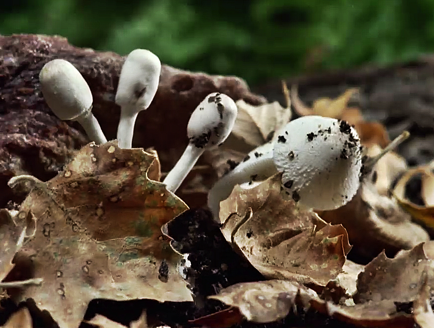 La magia dei funghi