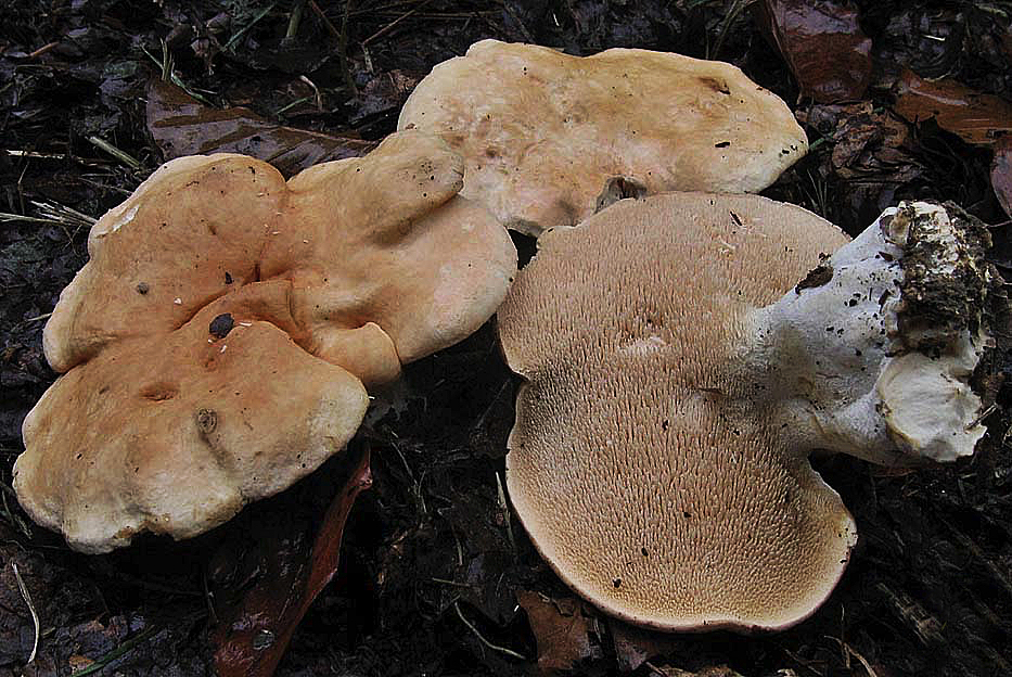 Hydnum repandum e Hydnum rufescens